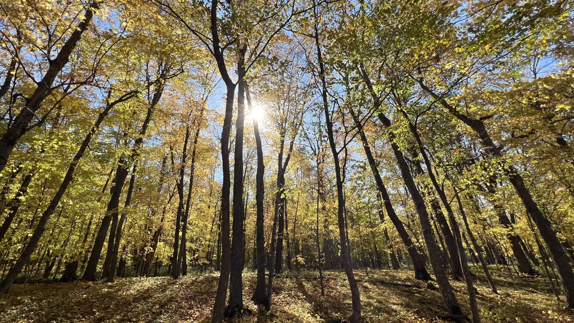 Fall colors at Father Hennepin State Park on Tuesday, October 11, 2022. Credit D.J. Kayser